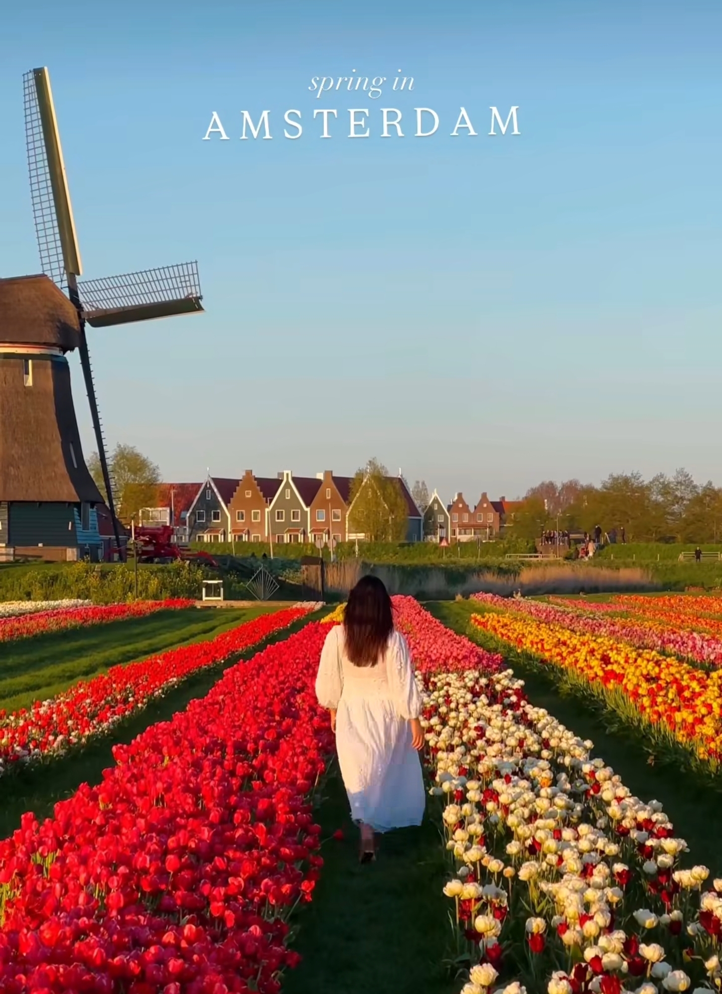 Tulip fields near Amsterdam